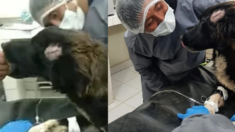 Cão salva vida de tutora que seria esfaqueada por ex-marido