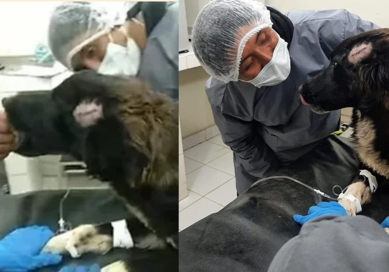 Cão salva vida de tutora que seria esfaqueada por ex-marido