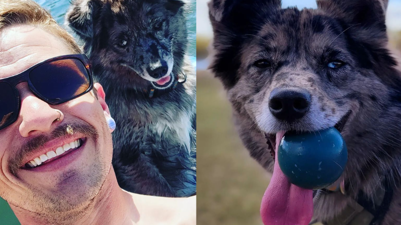 Tutor descobre que cão tem “vida dupla” e visita uma idosa todos os dias