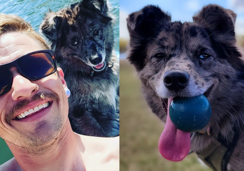 Tutor descobre que cão tem “vida dupla” e visita uma idosa todos os dias