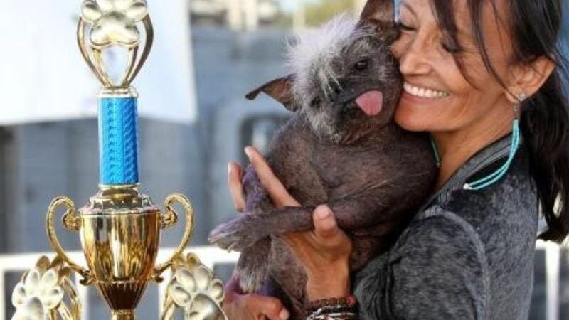 Cãozinho resgatado de 17 anos vence prêmio de ‘Cachorro Mais Feio do Mundo’