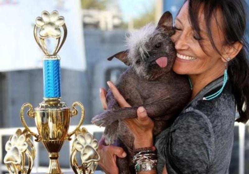 Cãozinho resgatado de 17 anos vence prêmio de ‘Cachorro Mais Feio do Mundo’