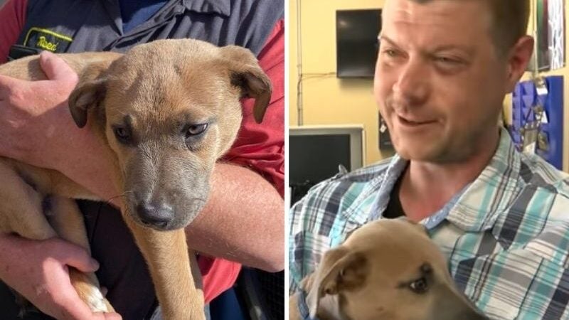 Mecânico resgata cãozinho do lixo e vizinhos ajudam com ração e roupinhas