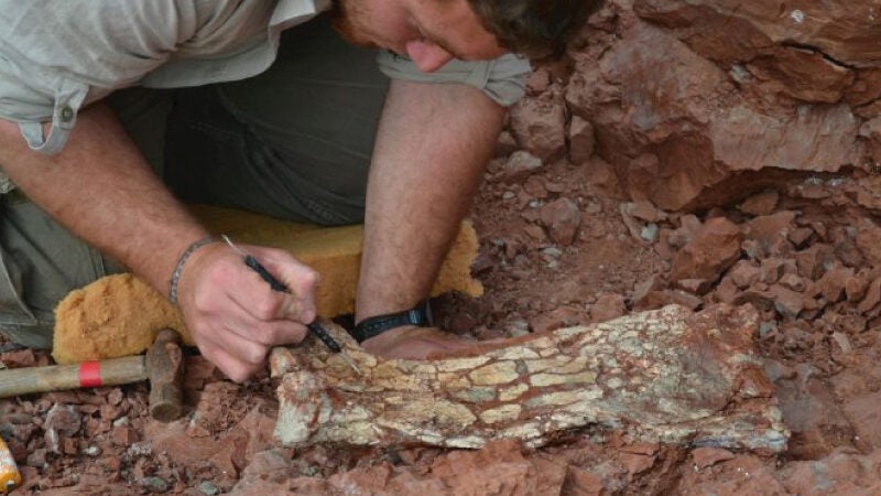 Fóssil de enorme ‘dino voador’ é achado na Argentina: ‘Dragão da morte’