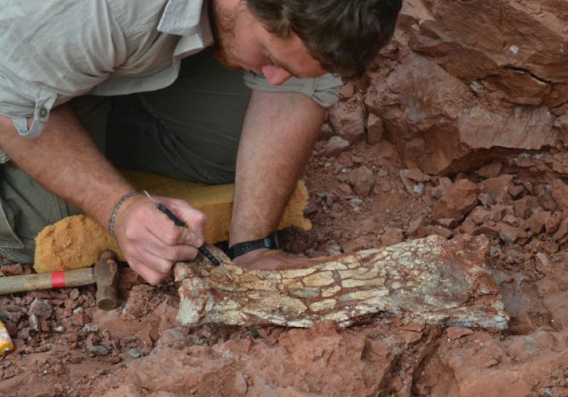 Fóssil de enorme ‘dino voador’ é achado na Argentina: ‘Dragão da morte’