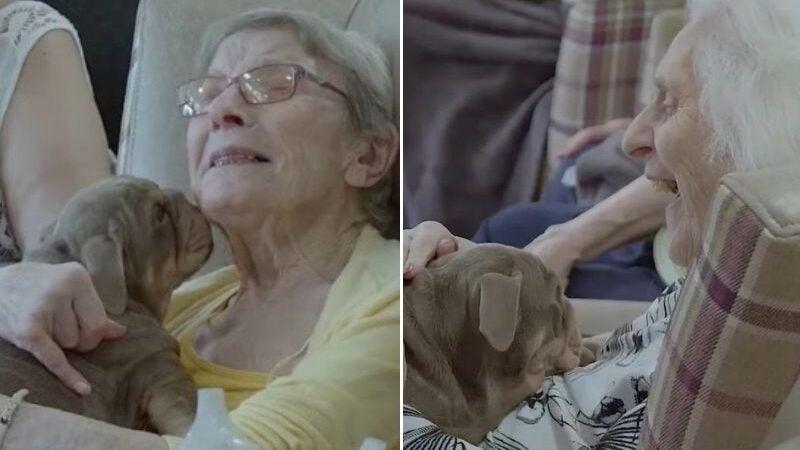 Filhotes levam alegria para idosos em asilo; VÍDEO
