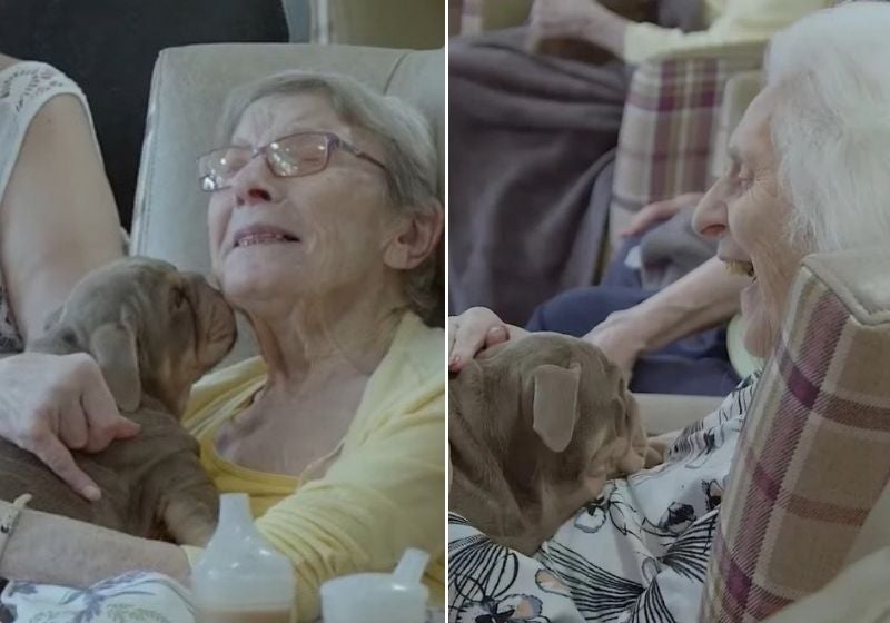 Filhotes levam alegria para idosos em asilo; VÍDEO
