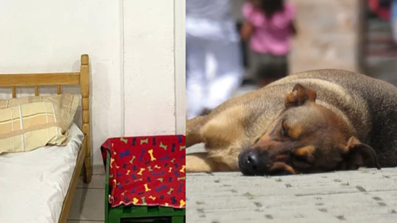 Londrina ganha abrigo para animais de pessoas em situação de rua