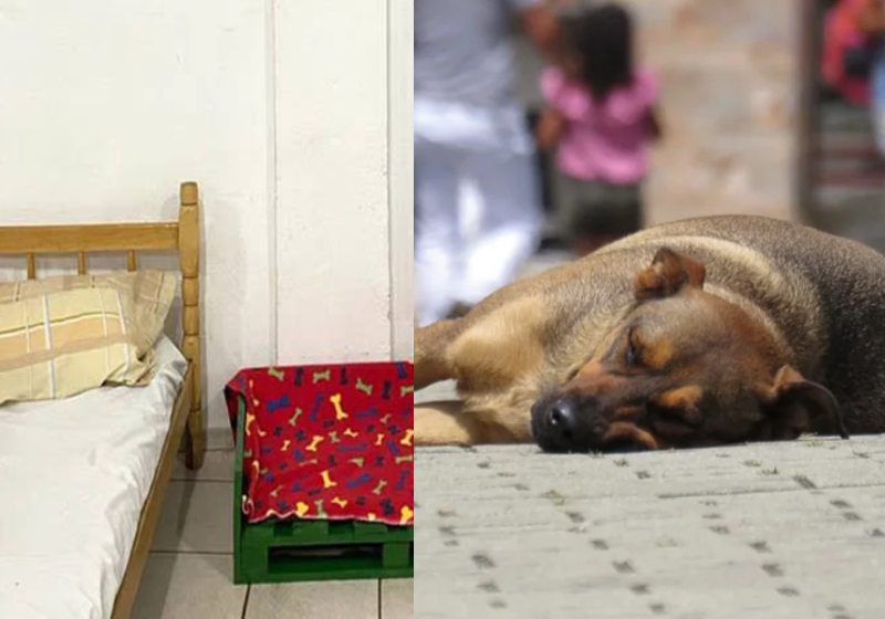Londrina ganha abrigo para animais de pessoas em situação de rua