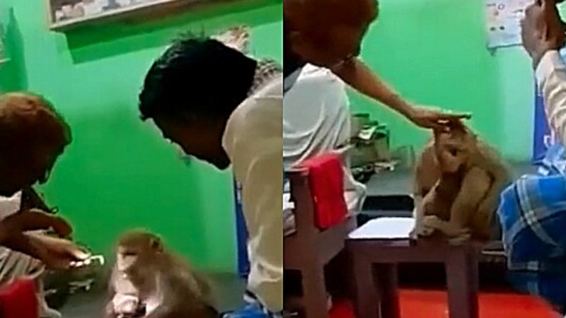 Macaca leva filhote ferido até consultório médico em busca de ajuda