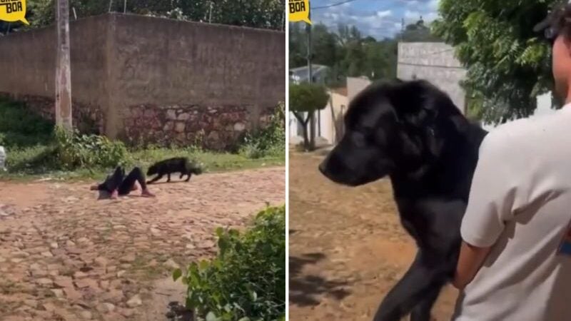 Desafio: se “fingir de morta” faz cachorro fujão voltar pra casa! VÍDEO