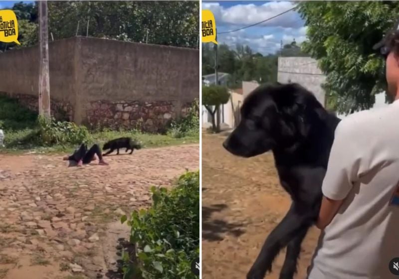 Desafio: se “fingir de morta” faz cachorro fujão voltar pra casa! VÍDEO