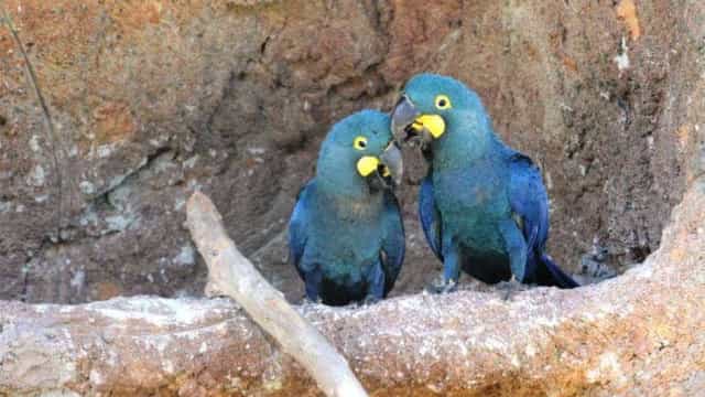 Ararinhas-azuis são soltas na natureza 20 anos depois de extinção
