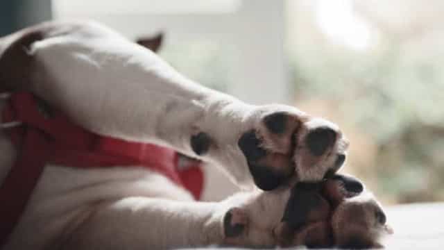 Mulher sofre enfarte e morre ao ver filho sendo perseguido por um cão