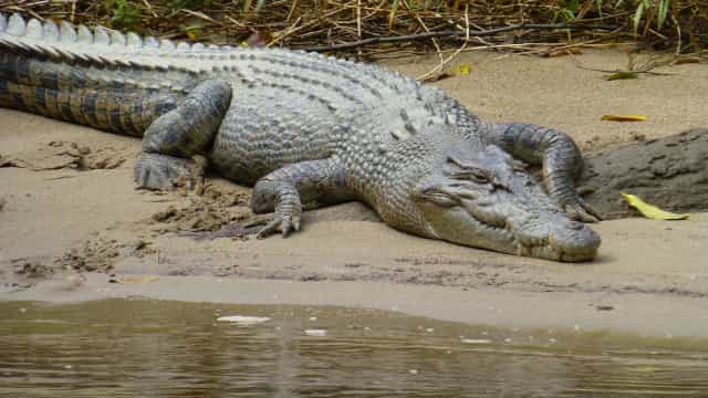 Jovem de 14 anos luta com crocodilo e consegue se libertar de ataque