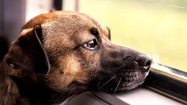 STJ começa a decidir sobre pensão para pets após separação de casal