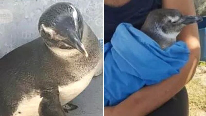 Pinguim é resgatado após dias ‘perdido’ no mar de Cabo Frio