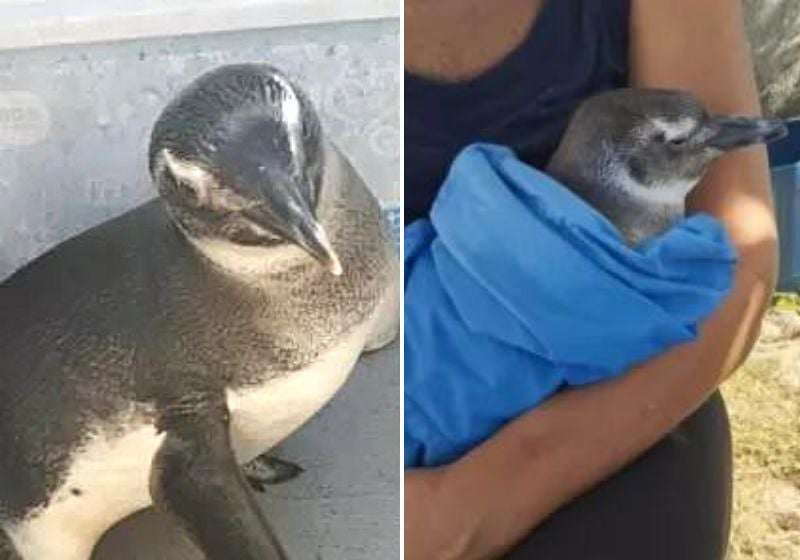 Pinguim é resgatado após dias ‘perdido’ no mar de Cabo Frio
