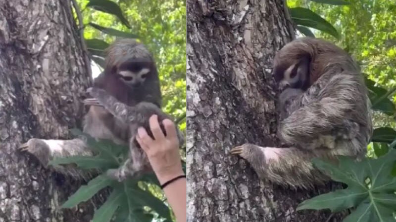 Bebê preguiça perdido na floresta é resgatado e volta para a mãe. Vídeo