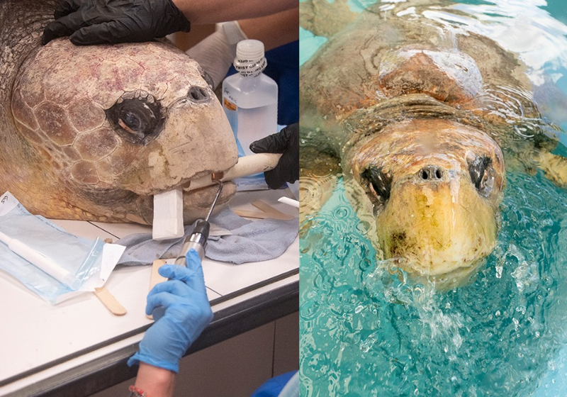 Equipe salva a vida de tartaruga grávida que foi mordida por tubarões