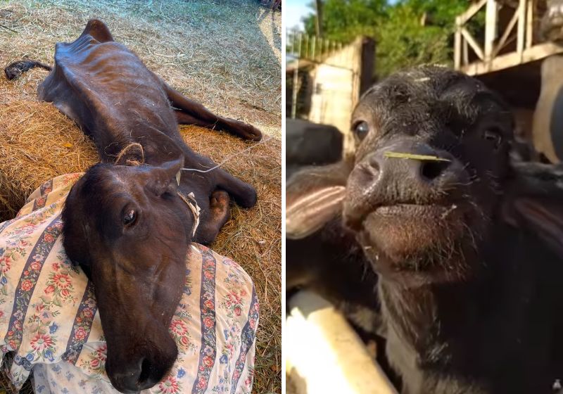 O amor salva: veja como estão as Búfalas de Brotas após meses do resgate
