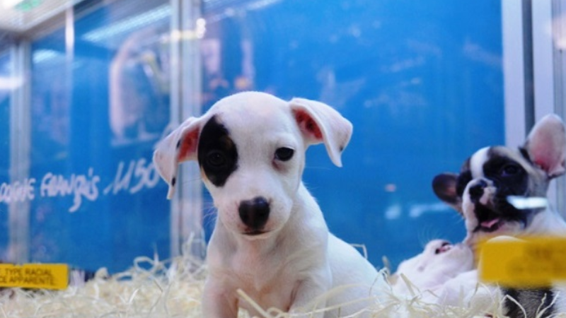 Projeto de lei em Nova York proíbe venda de animais de estimação