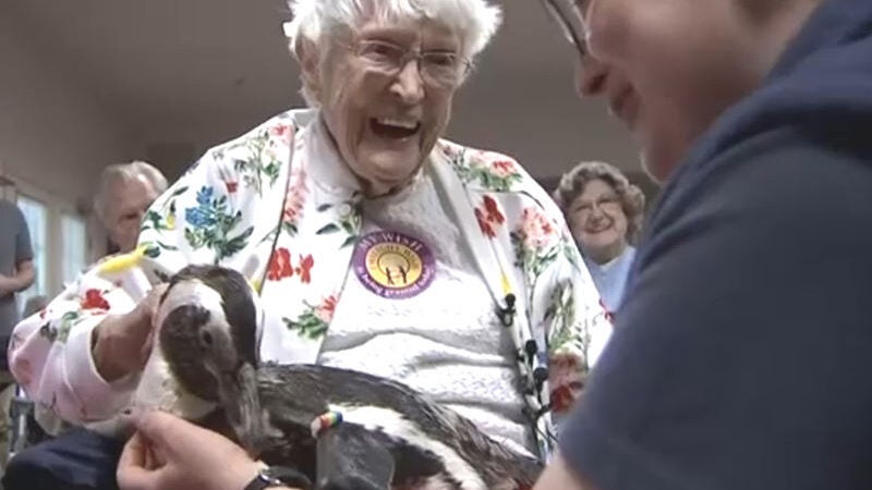 Aos 104 anos vovó realiza sonho de segurar um pinguim. Vídeo