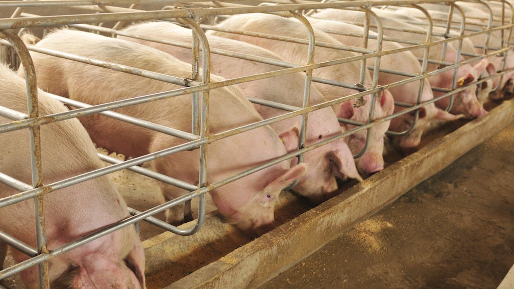 Exportações de carne suína de Mato Grosso volta a ter alta; balanço do semestre é negativo