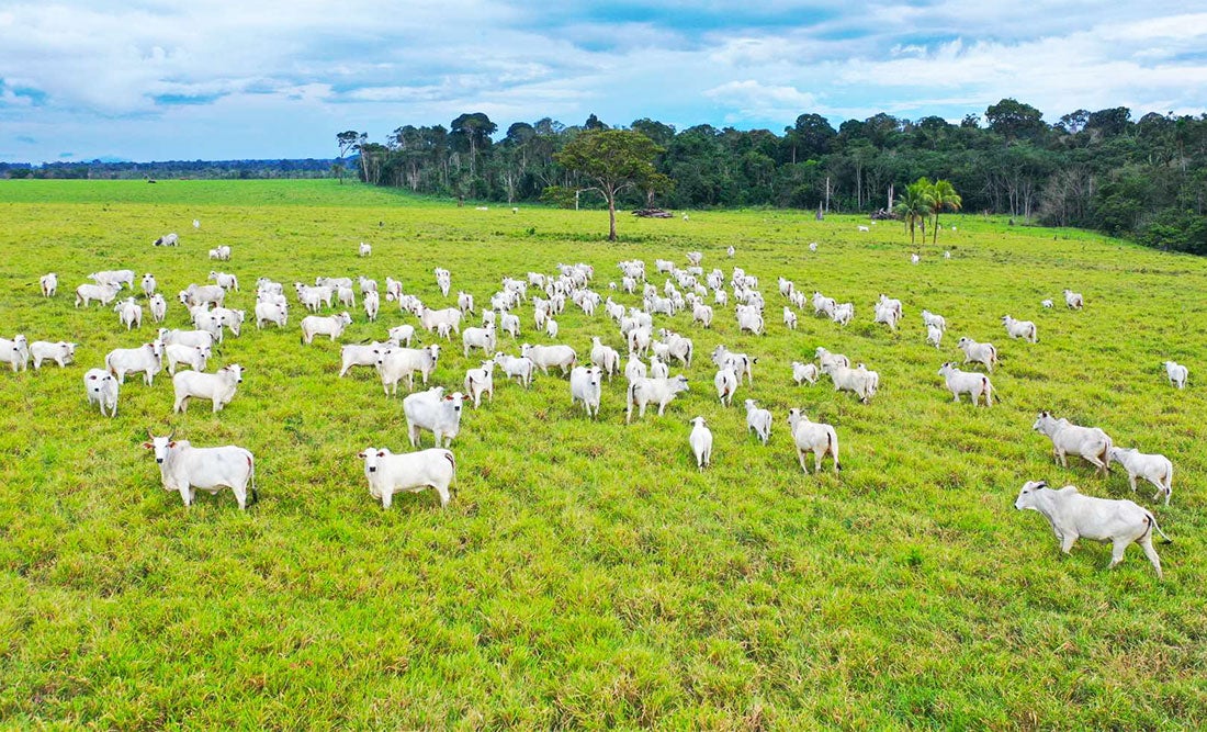 Mercado da pecuária em Mato Grosso teve queda de 3,51%, aponta instituto