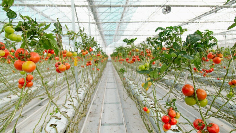 Horticultores podem reduzir riscos com novos filmes para estufas