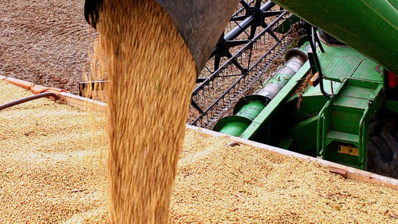 Soja disponível de Mato Grosso tem leve queda e média é de R$ 160; mercado externo baixa 2%