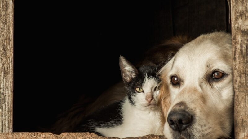Pets: cães e gatos podem sofrer de doença semelhante ao Alzheimer