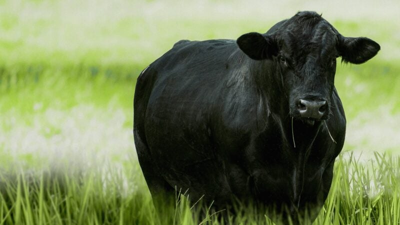 Manejo eficiente da pastagem ajuda na produção de carne de qualidade