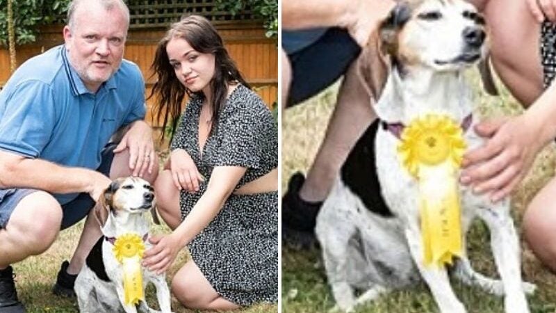 Cachorra some de casa e volta 3h depois com medalha de competição pet