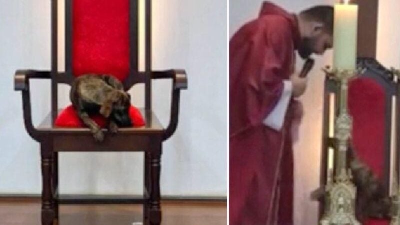 Cachorro senta na cadeira do padre na missa e é adotado. VÍDEO