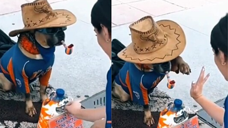 Cão só dá patinha a turistas se ganhar gorjeta e vídeo viraliza