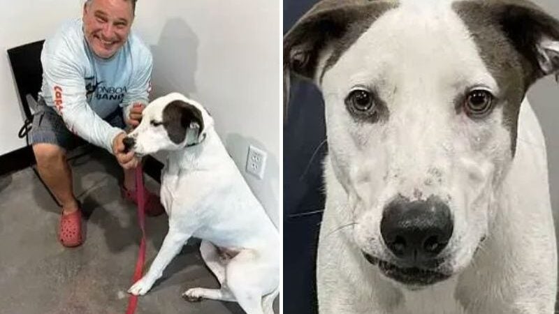Cão surdo é abandonado e ganha novo tutor que é deficiente auditivo