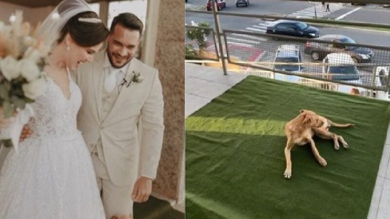 Noivos adotam doguinho caramelo que entrou de penetra no casamento