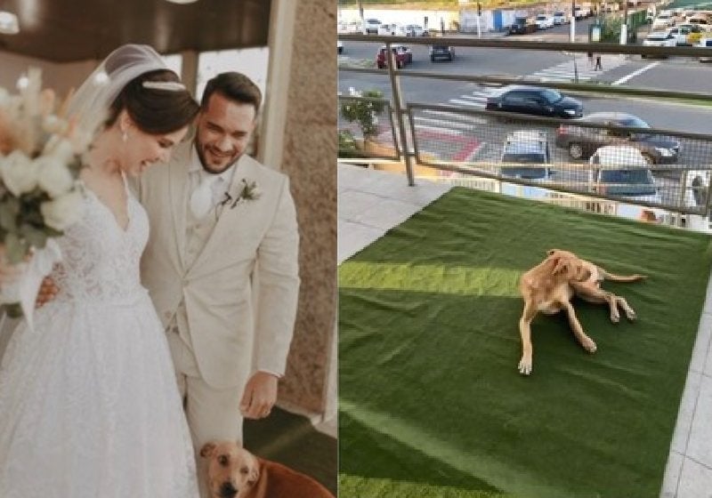 Noivos adotam doguinho caramelo que entrou de penetra no casamento