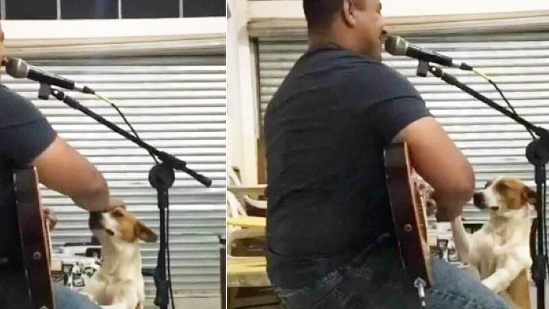 Cão caramelo pede para tocar violão em barzinho e viraliza. VÍDEO