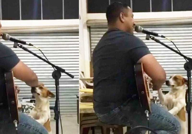Cão caramelo pede para tocar violão em barzinho e viraliza. VÍDEO