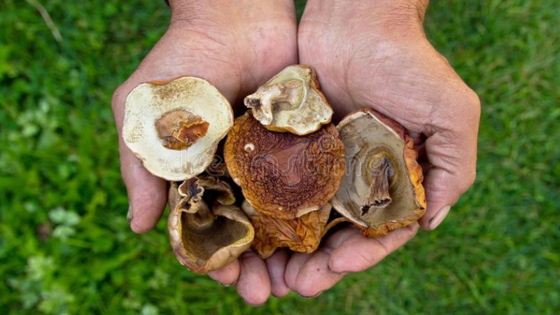 Cogumelos melhoram habilidade psicomotora de pessoas com mais de 55 anos