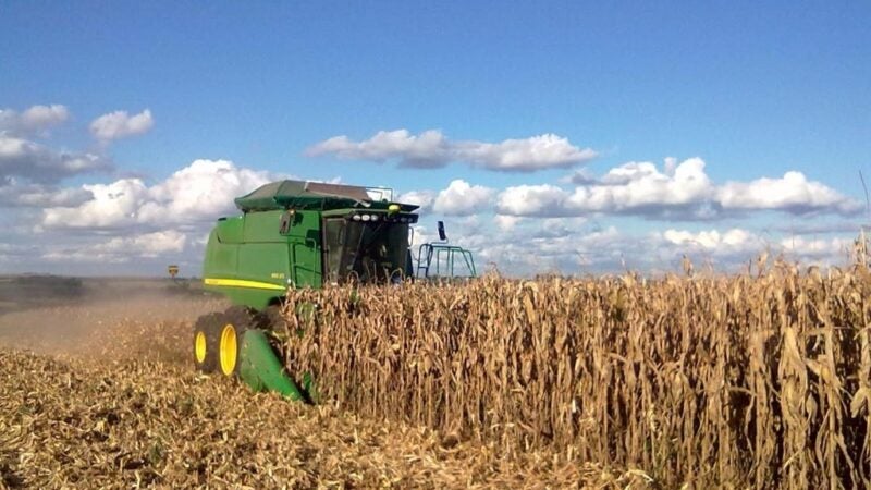 Em Mato Grosso a colheita do milho segue em ritmo acelerado