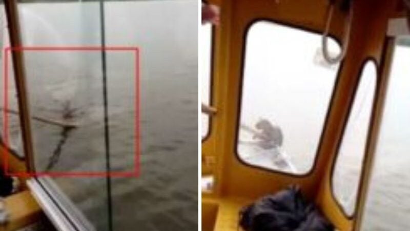 Crianças se unem e salvam filhote de jaguatirica que caiu no rio. VÍDEO