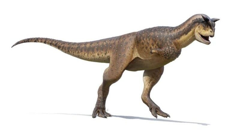 Fóssil de nova espécie de dinossauro carnívoro é encontrado no Egito