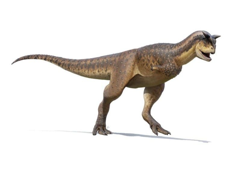 Fóssil de nova espécie de dinossauro carnívoro é encontrado no Egito