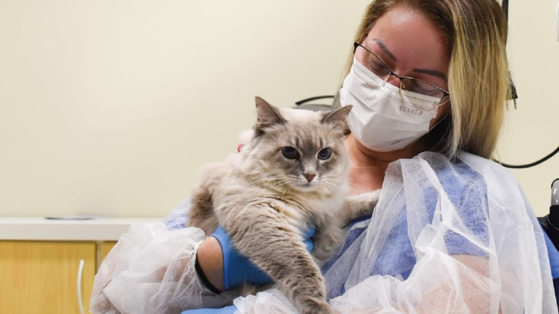 Paciente se emociona ao receber visita da gata de estimação. VÍDEO