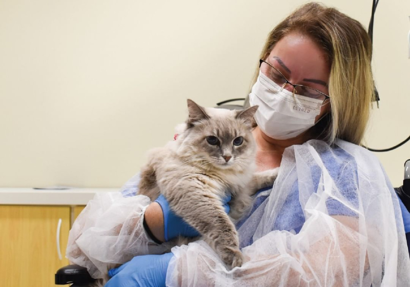 Paciente se emociona ao receber visita da gata de estimação. VÍDEO