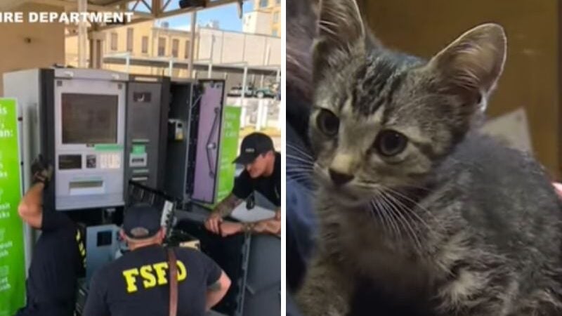 Gatinho preso em caixa eletrônico é salvo e ganha o nome de ‘Dinheiro’