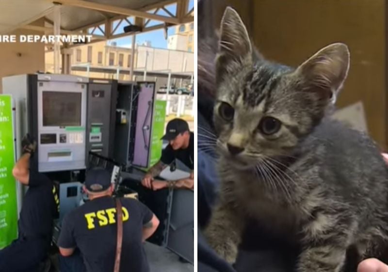 Gatinho preso em caixa eletrônico é salvo e ganha o nome de ‘Dinheiro’